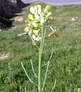 גולן. צילום: © מייק לבנה