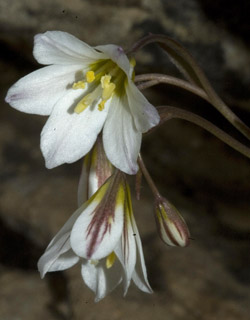 זהבית אדמדמת, חרמון, 5-09, צילום: © יהודה מרטה