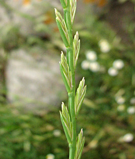 גולן. צילום: © מייק לבנה