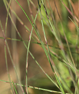 כרמל, ליד ניר עציון, 4-2016. צילום: © דרור מלמד