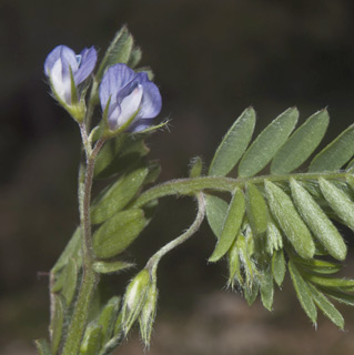 הר נטופה, 09-3-12. צילום: © יהודה מרטה