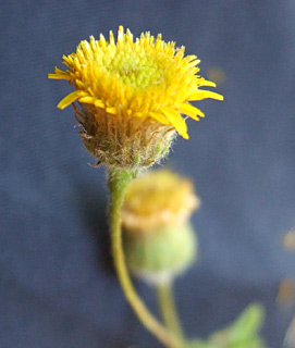 ביר-א-שאמי (בור מים לח), יולי. צילום: © שרה גולד