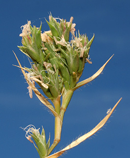 מאגר געש, 5-2010. צילום: © דרור מלמד