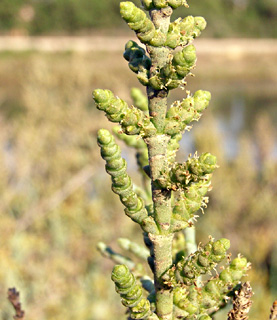 בריכות המלח בעתלית, יולי. צילום: © דרור מלמד