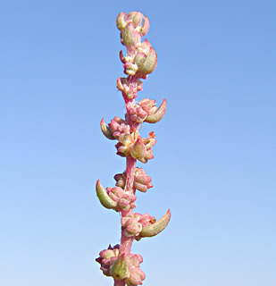 בריכות המלח בעתלית, יולי. צילום: © דרור מלמד