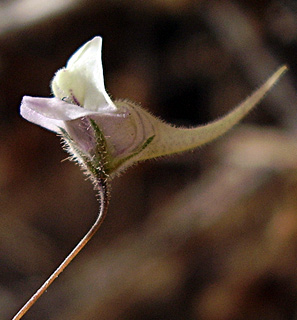 גליל תחתון, יולי. צילום: © יובל עברון
