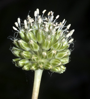 חרמון- עמק אשחר, 13-7-2011. צילום: © יהודה מרטה