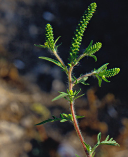 צילום: © יהודה מרטה