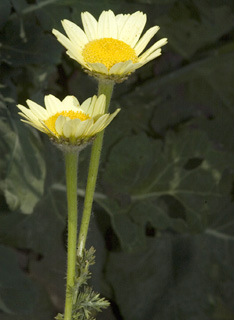 צילום: © יהודה מרטה 