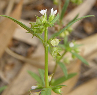 שלולית דורה, יולי. צילום: © דרור מלמד