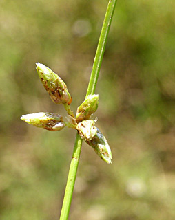 שלולית דורה, יולי. צילום: © דרור מלמד