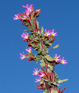 שלולית רמת אביב, יולי. צילום: © דרור מלמד