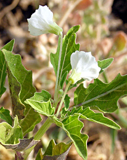 שלולית געש, אוגוסט. צילום: © דרור מלמד