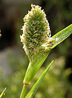 ביצת געש, אוגוסט. צילום: © דרור מלמד