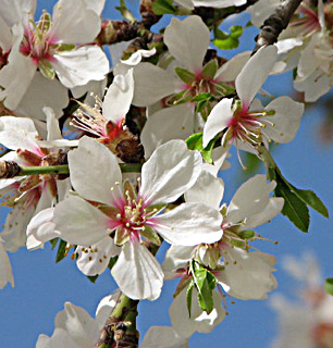 ביריה. צילום: © מייק לבנה