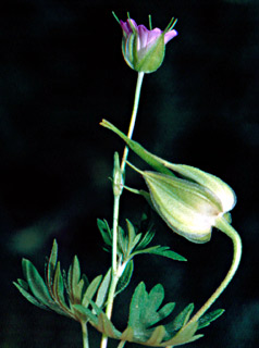 חיפה, אפריל. צילום: © יהודה מרטה