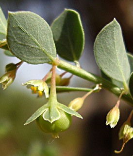 צילום: © יובל עברון