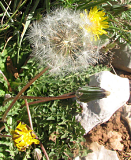 גולן. צילום: © מייק לבנה