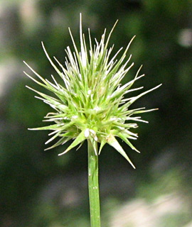 צילום: © שרה גולד