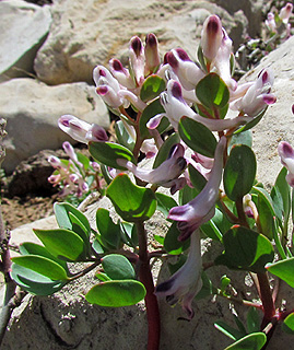 חרמון, רכבל עליון, 31-5-2012. צילום: © איתן שפירא