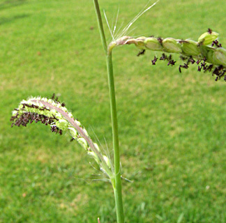 מעיין ברוך. צילום: © מייק לבנה