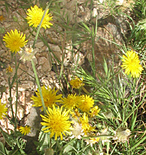 גולן. צילום: © מייק לבנה