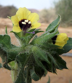 עברונה , 3-2020. צילום: © מורי חן