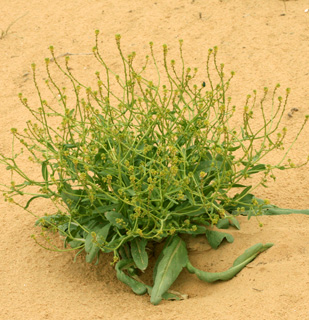 חולות חלוצה, 3-2012. צילום: © אלי ליבנה