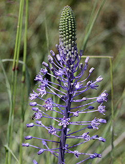  אילנות, 3-2015. צילום: © שרה גולד