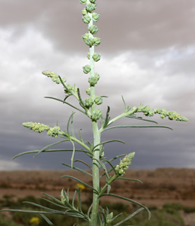 ערבה, פברואר. צילום: © ערגה אלוני