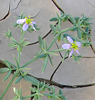 ליד אילת. צילום: © מורי חן