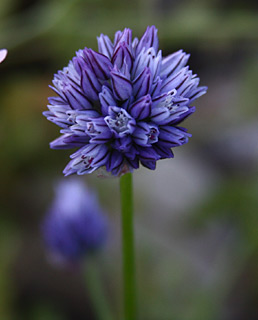 בקעה, מרץ. 
צילום: © שרה גולד