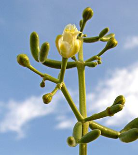 צילום: © מורי חן