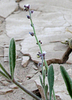 ליד אילת. צילום: © מורי חן