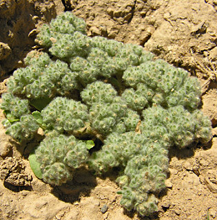 ליד אילת. צילום: © מורי חן