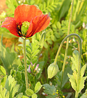 ליד אילת. צילום: © מורי חן