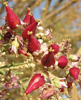 ערבה. צילום: ©  מורי חן