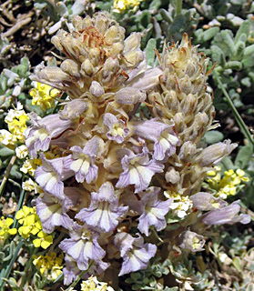 חרמון. צילום: © מייק לבנה