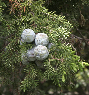 הר כחל, 4-2010. צילום: ©  אלי ליבנה