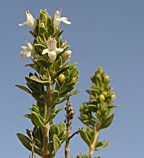 ערבה. צילום: © מורי חן