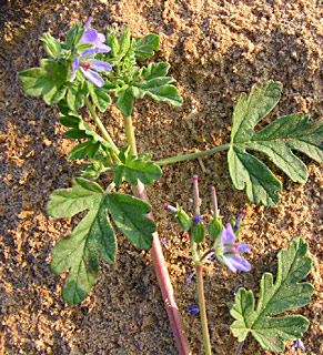 ערבה. צילום: © מורי חן