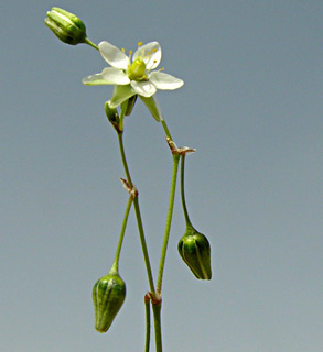 ערבה. צילום: © מורי חן