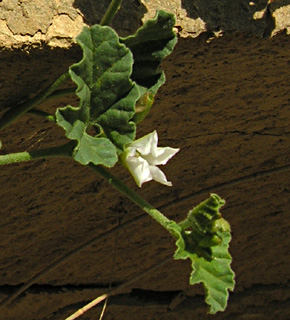 ערבה. צילום: © מורי חן