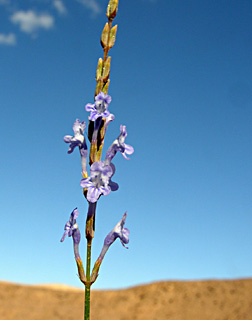 ערבה. צילום: © מורי חן