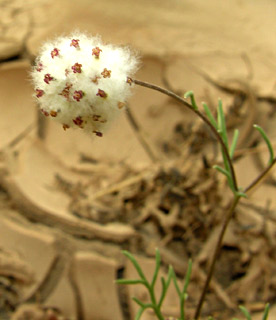 ליד אילת. צילום: © מורי חן