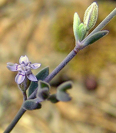 מדבר שומרון, 3-2010. צילום: © רון פרומקין