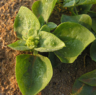 צילום: © מורי חן