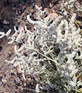 ליד אילת, 1-2013. צילום: © ערגה אלוני