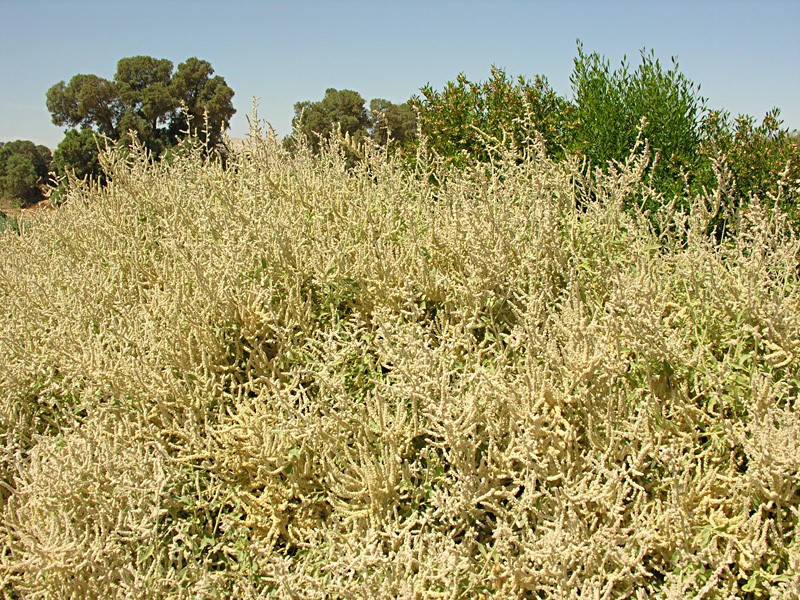 הצמח בנוף ישובי הערבה. צילום: מורי חן