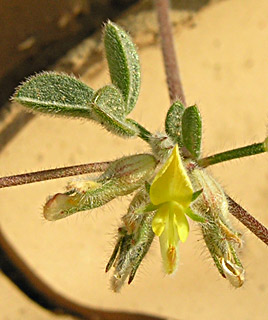 צילום: © מורי חן